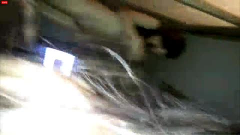 핫독걸 [라이브스트림]여친방송3 3